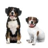 Two dogs wearing black BOLLSEN Earplugs Hearing Protection, one black and white, one brown and white.