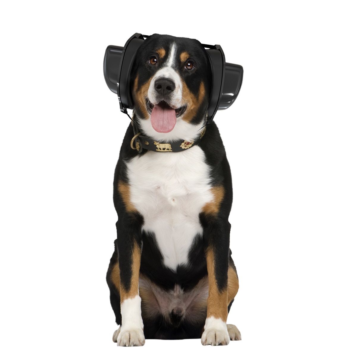 A big dog with earmuffs