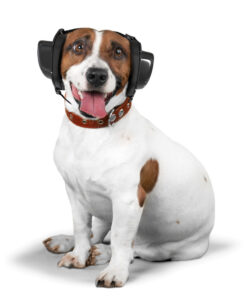 A happy white and brown dog wearing black headphones and a brown collar.