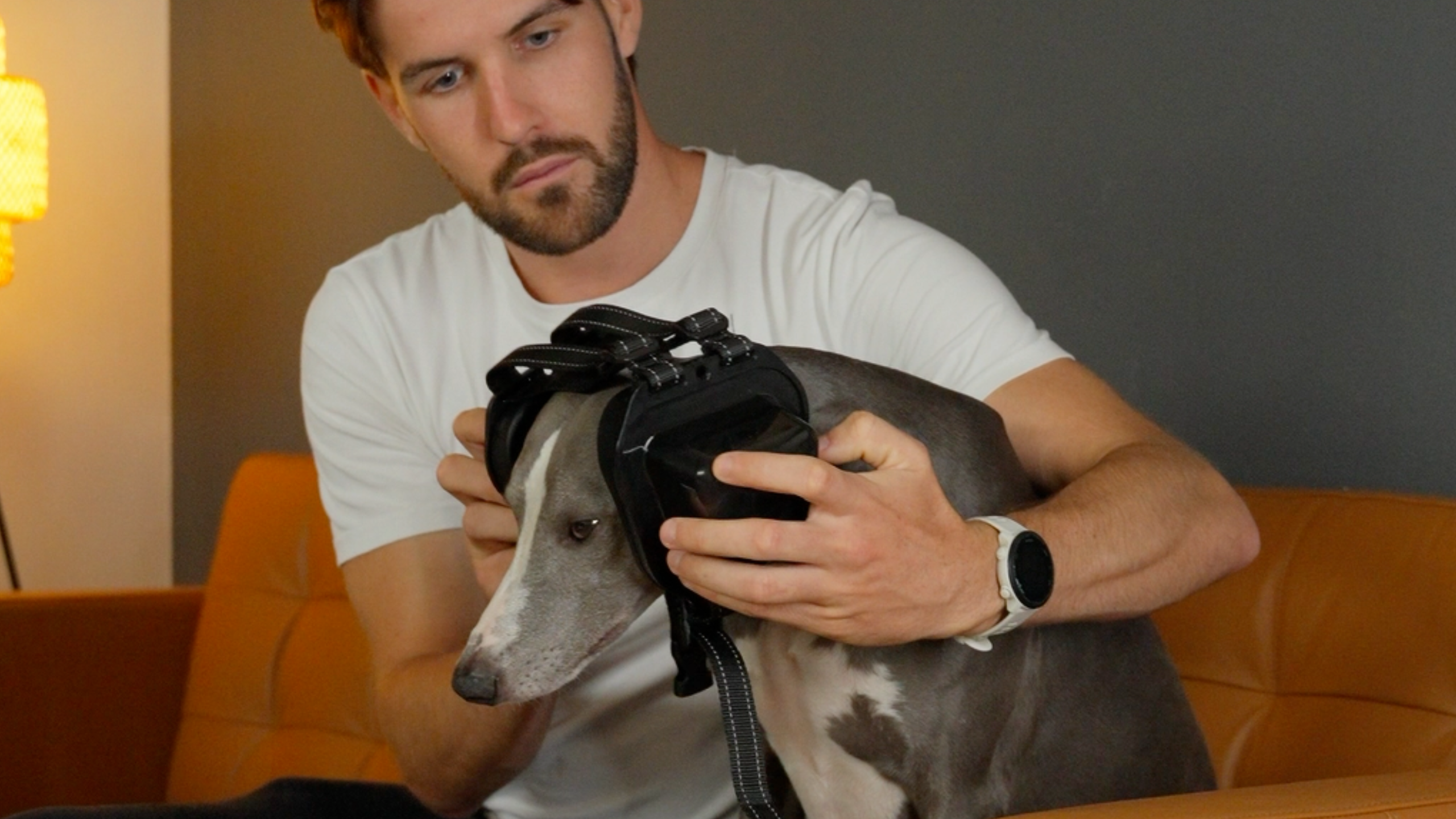 A man sitting on a tan leather sofa helps his greyhound dog put on black Bollsen DOG+ hearing protection earmuffs. The scene is indoors with warm lighting, a lamp in the background, and a cozy atmosphere.