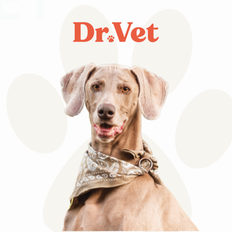 Brown Weimaraner dog wearing a patterned bandana sitting in front of the Dr. Vet logo with paw print background.