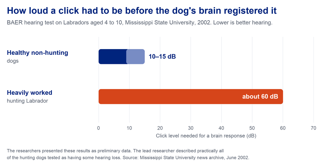 Infographic comparing BAER hearing test results from Mississippi State University in 2002: healthy non-hunting dogs responded to clicks at 10 to 15 dB, while a heavily worked hunting Labrador needed about 60 dB